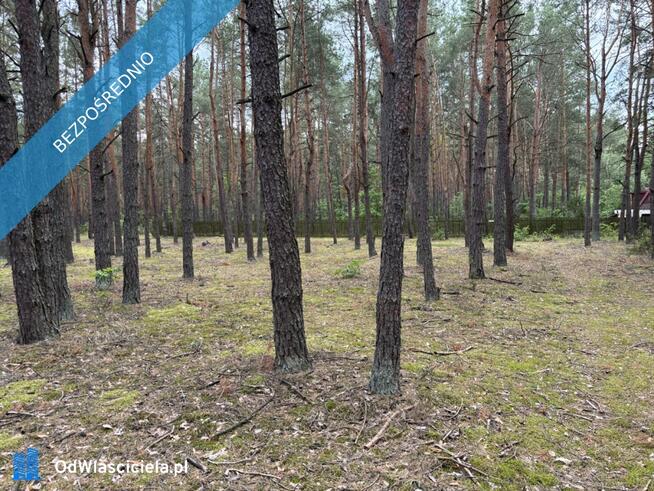 Działka leśna w Ryni, gmina Dobre – 6 379 m²