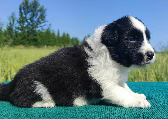 Border Collie - przebadani sprawdzeni rodzice, piękne szczen