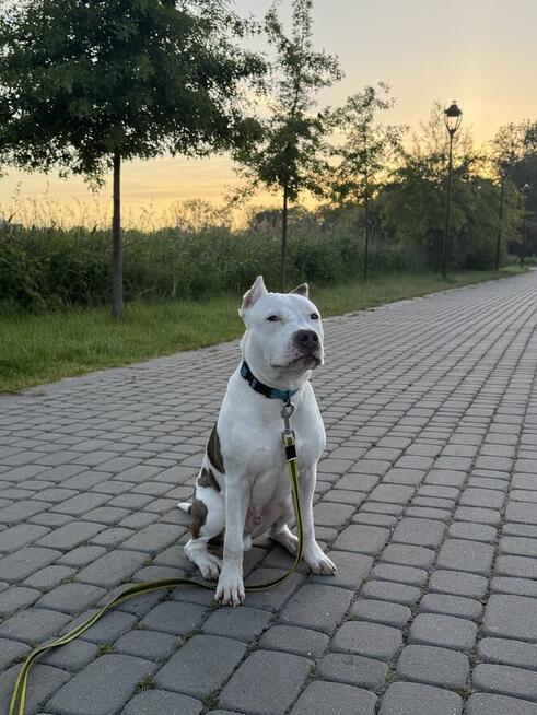 Sprzedam 8 miesięcznego Amstaffa.