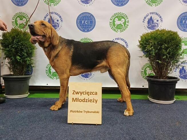Ogar Polski (FCI) - szczeniaki