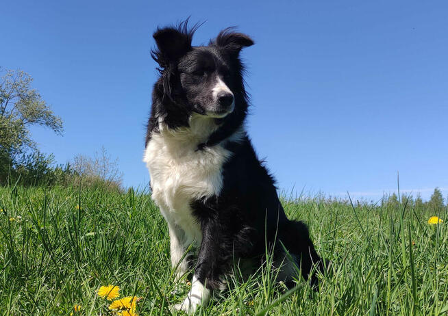 Border Collie - przebadani sprawdzeni rodzice, piękne szczen