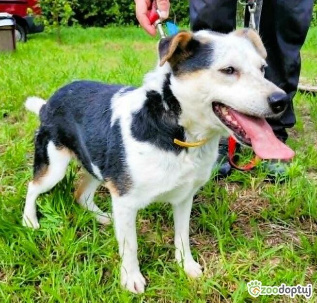 BALU - kochany psiak traci nadzieję w schronisku