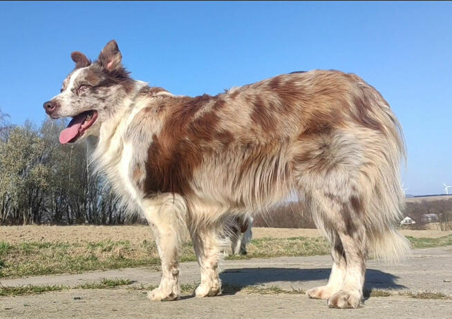 Wspaniała suczka blue-merle BORDER COLLIE - przebadani rodz,