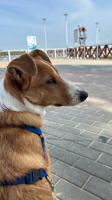 Adopcja