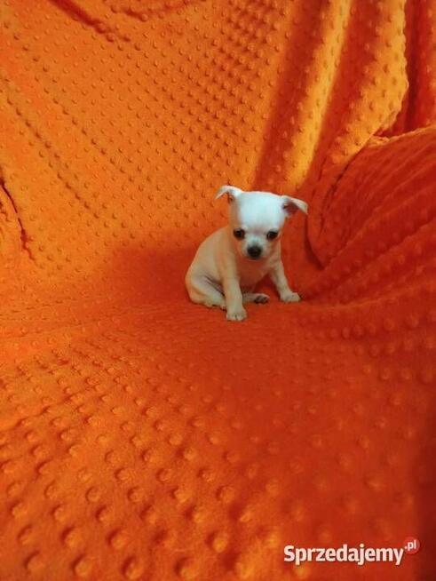 Urocze szczenięta rasy Chihuahua