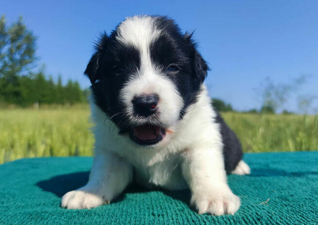 Border Collie - przebadani sprawdzeni rodzice, piękne szczen