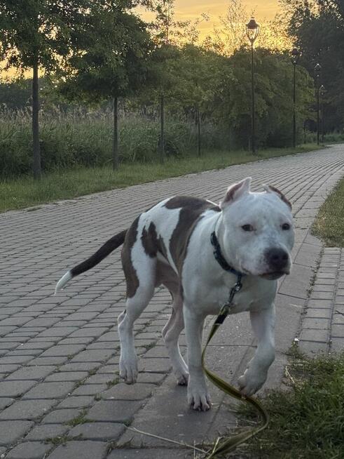 Sprzedam 8 miesięcznego Amstaffa.