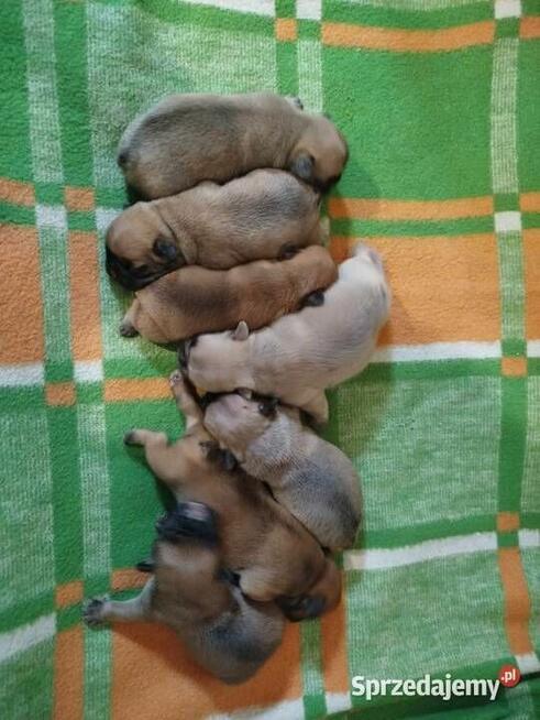 Buldog francuski szczeniaki okolice Warszawy