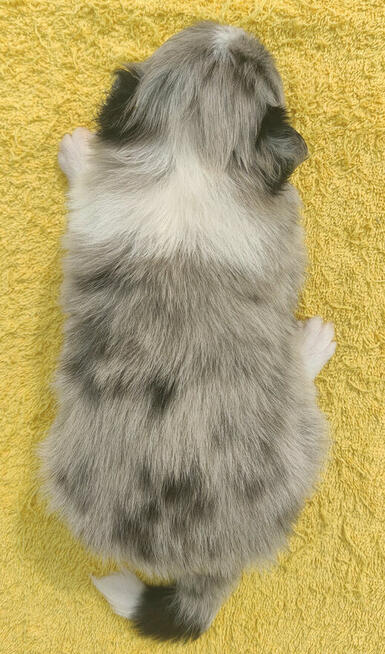 Wspaniała suczka blue-merle BORDER COLLIE - przebadani rodz,