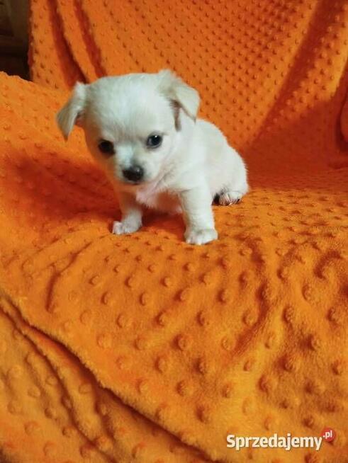 Urocze szczenięta rasy Chihuahua