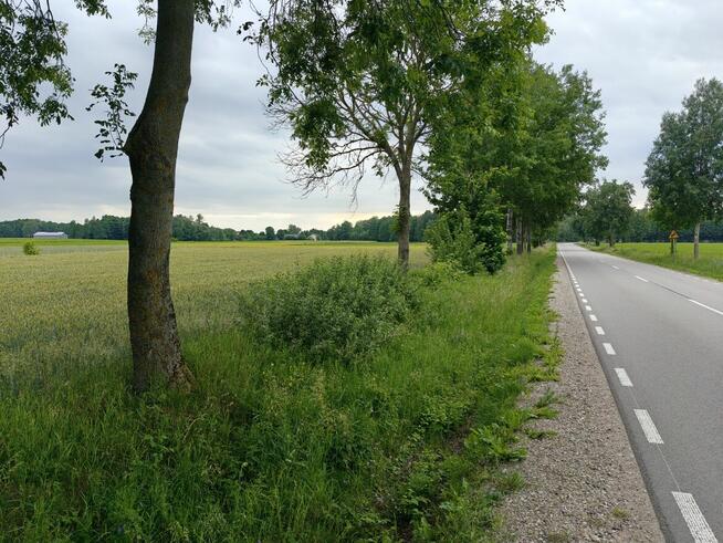 Syndyk sprzeda - Nowy Szczeglin