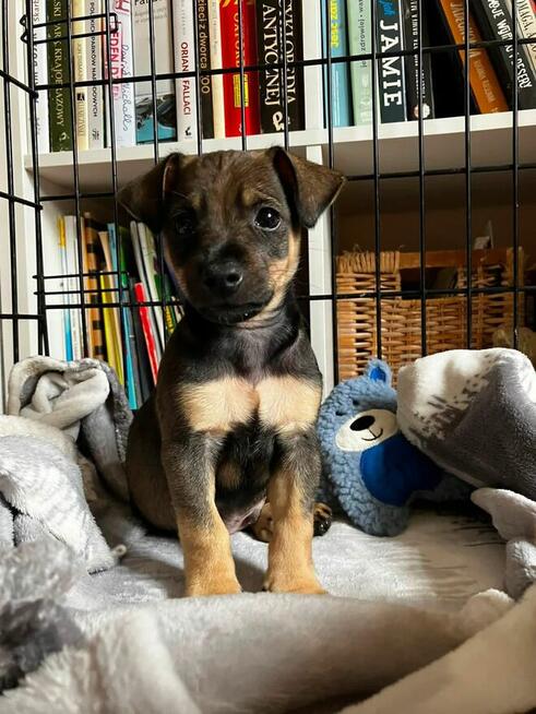 Bryś-filigranowy szczeniak do adopcji