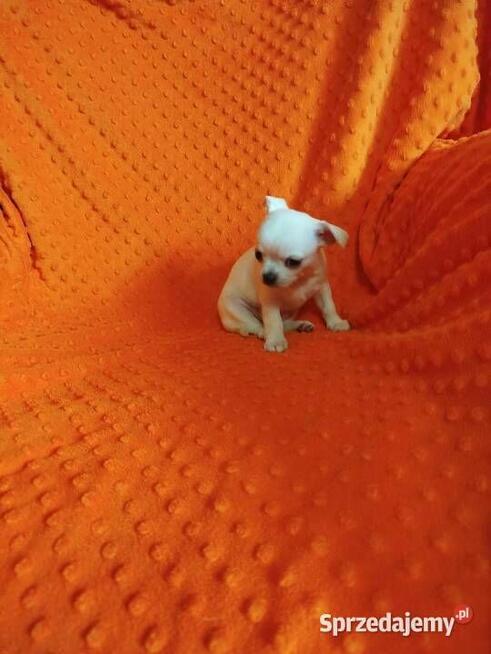 Urocze szczenięta rasy Chihuahua okolice Warszawy