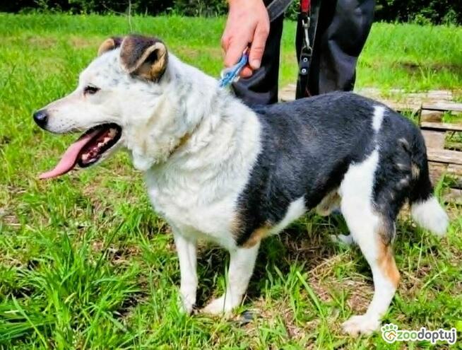 BALU - kochany psiak traci nadzieję w schronisku