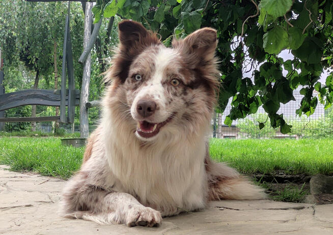 Wspaniała suczka blue-merle BORDER COLLIE - przebadani rodz,