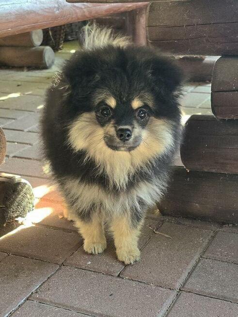 Szpic miniaturowy ,pomeranian piesek blac tan