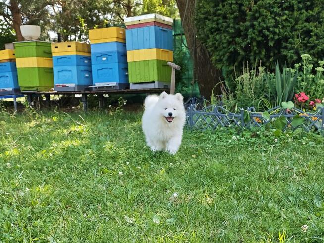 SAMOYED SZCZENIĘTA