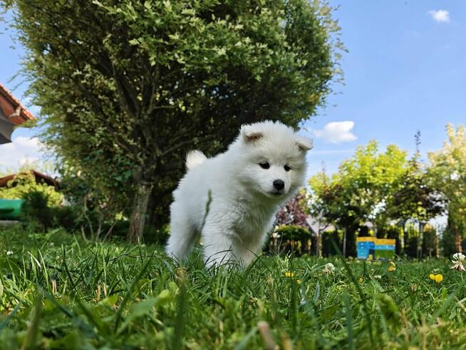 SAMOYED SZCZENIĘTA