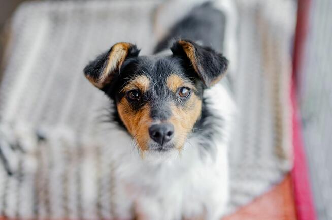 Żuczek - niewielki mix terrierka szuka domu!