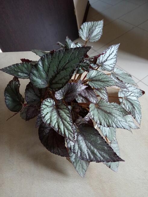 Skrzydłokwiat variegata Diamond-piękny oczyszczacz powietrza