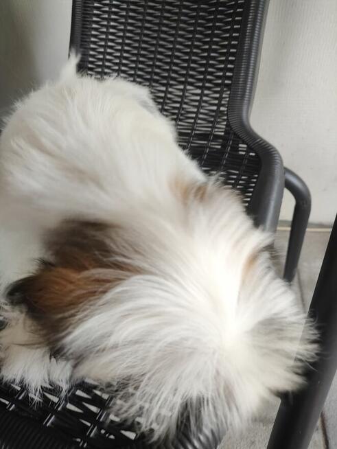 Szuczka mieszkania pekińczyk shih-tzu