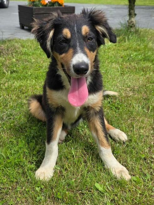 Border collie