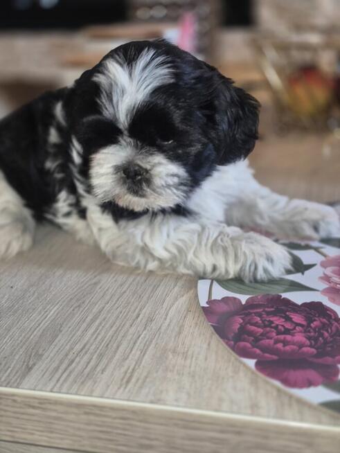Shih tzu - szukaja domu