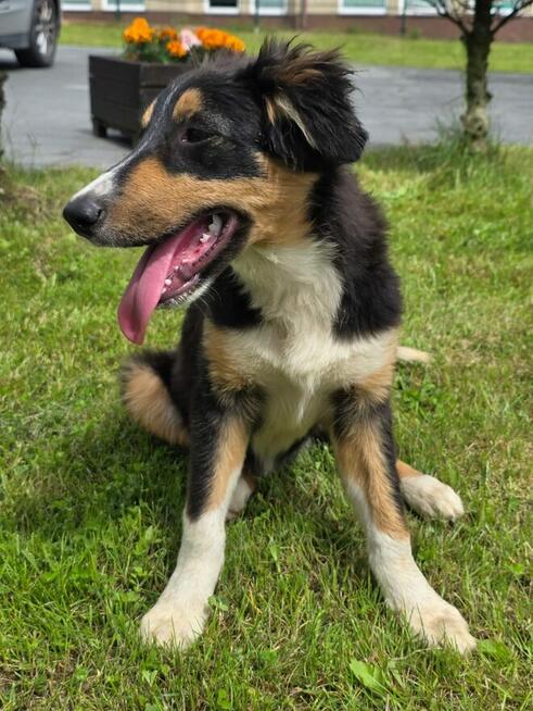 Border collie