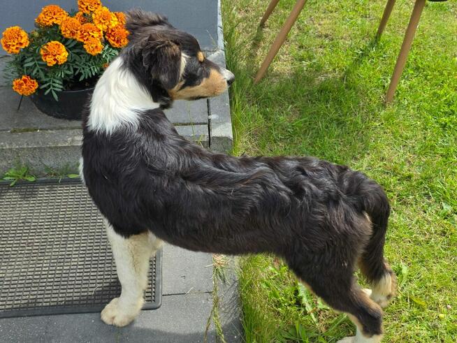Border collie