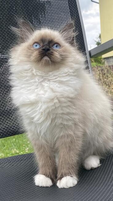 Kotki ragdoll miziaste i kochane gotowe do odbioru