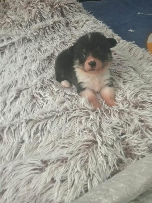 Welsh Corgi Pembroke