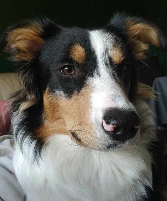 Border collie
