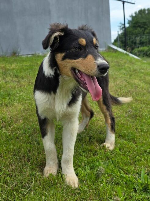 Border collie