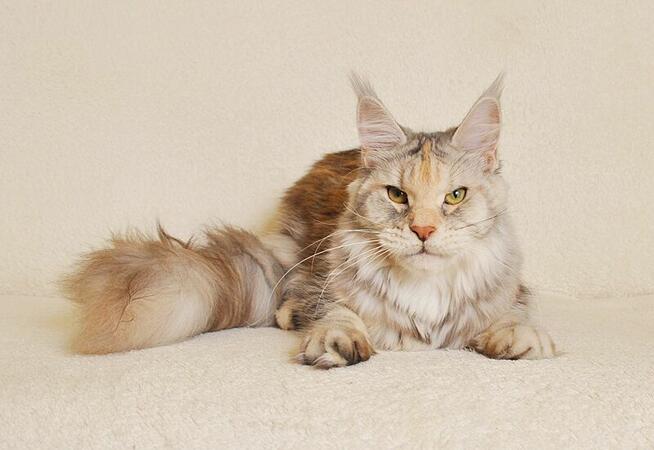 Przepiękna dorosła koteczka Maine Coon - LEGALNA HODOWLA