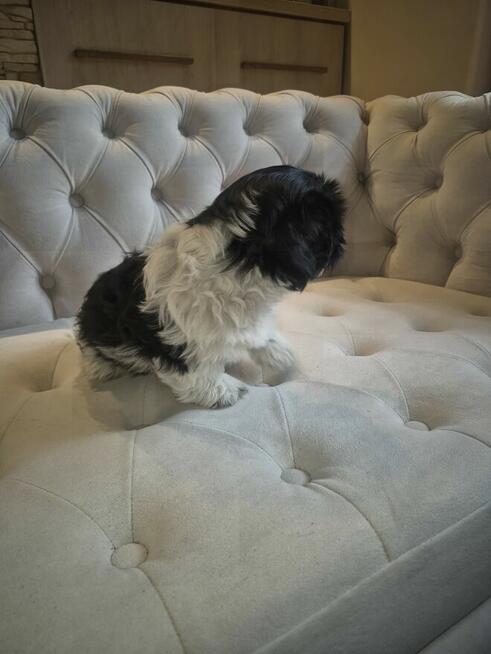 Shih tzu - szukaja domu