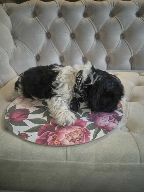 Shih tzu - szukaja domu