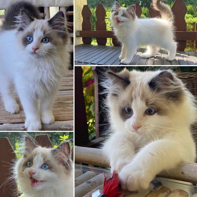 Kocurek Ragdoll