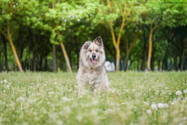 Ramona-starsza cudowna towarzyska suczka do adopcji