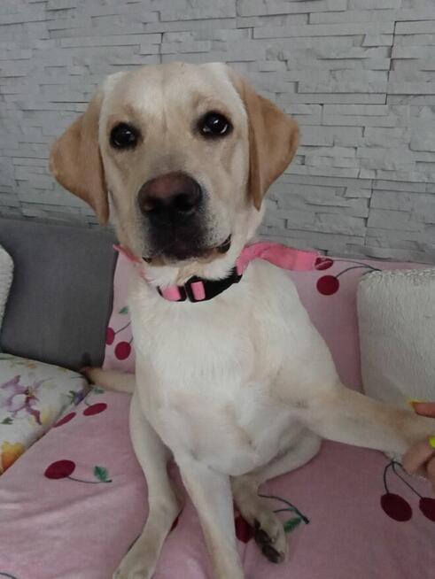 Sprzedam labladora retriever biszkoptowa