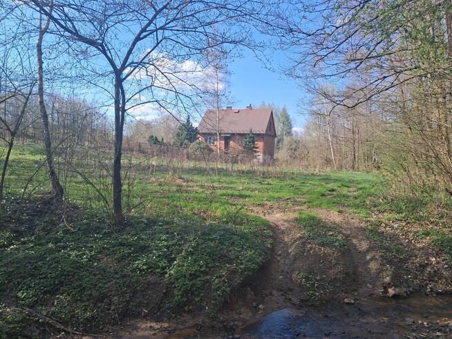 Las ze źródłami okolice Szpilówki