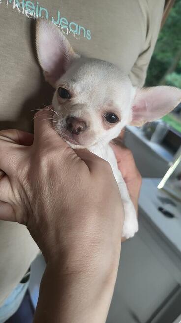 ***Lucky***Malutki jaśniutki chłopiec chihuahua xs
