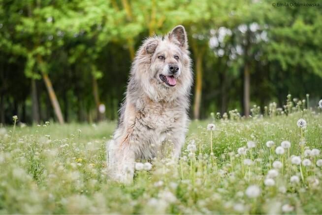 Ramona-starsza cudowna towarzyska suczka do adopcji