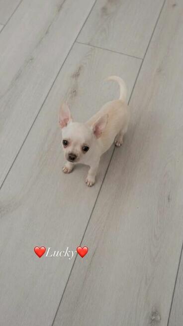 ***Lucky***Malutki jaśniutki chłopiec chihuahua xs