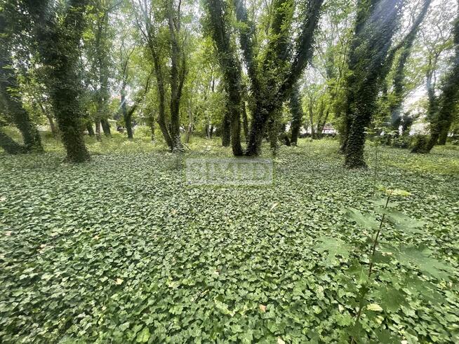 Zielona wyspa w dużym osiedlu, dom i ogród