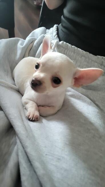 ***Lucky***Malutki jaśniutki chłopiec chihuahua xs