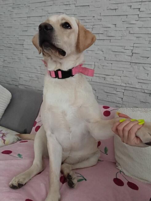 Sprzedam labladora retriever biszkoptowa