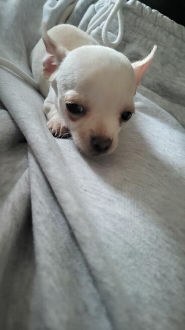 ***Lucky***Malutki jaśniutki chłopiec chihuahua xs