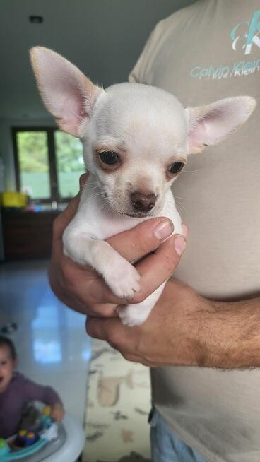 ***Lucky***Malutki jaśniutki chłopiec chihuahua xs