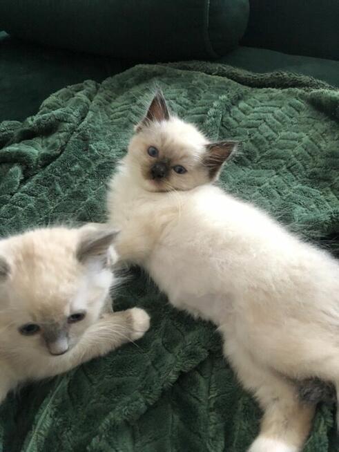 Kotki rasa Ragdoll