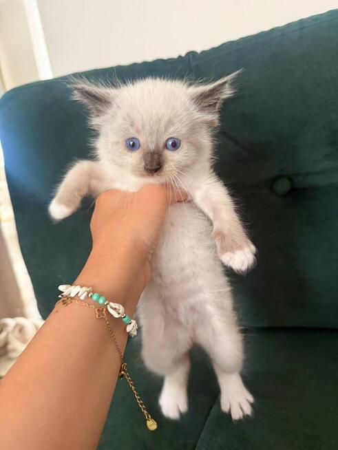 Kotki rasa Ragdoll